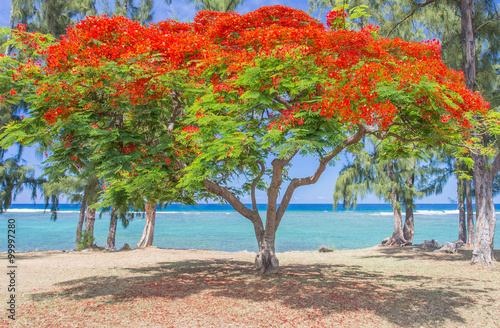Quadro su tela flamboyant fleuri, plage de Saint-Leu, île de la Réunion