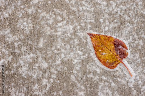 Frozen Leaf on a sidewalk with icy patterns