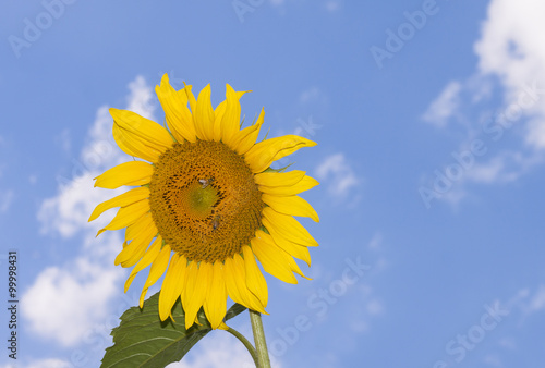  sunflowers and blue sky