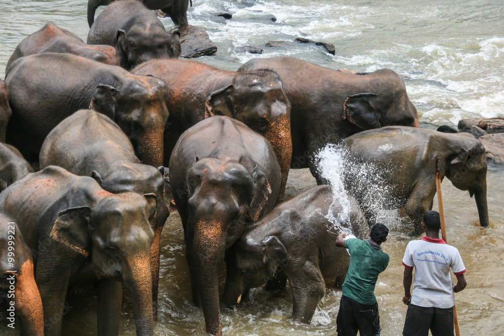 Εκτύπωση καμβά elephants in sri lanka