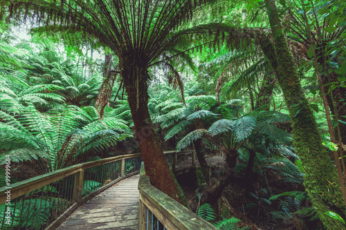 Fototapeta Naklejka Na Ścianę i Meble -  Winding boardwalk in Australian Rainforest