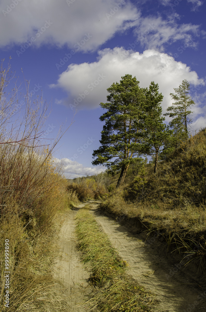 Obraz na plátně Road in a forest