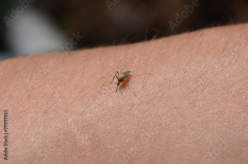 Little mosquito 
