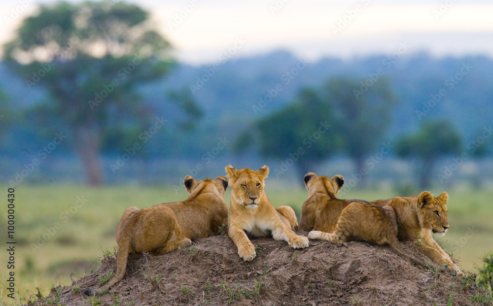 Group of young lions on the hill. National Park. Kenya. Tanzania. Masai Mara. Serengeti. An excellent illustration. - obrazy, fototapety, plakaty 