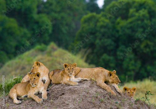 Group of young lions on the hill. National Park. Kenya. Tanzania. Masai Mara. Serengeti. An excellent illustration.