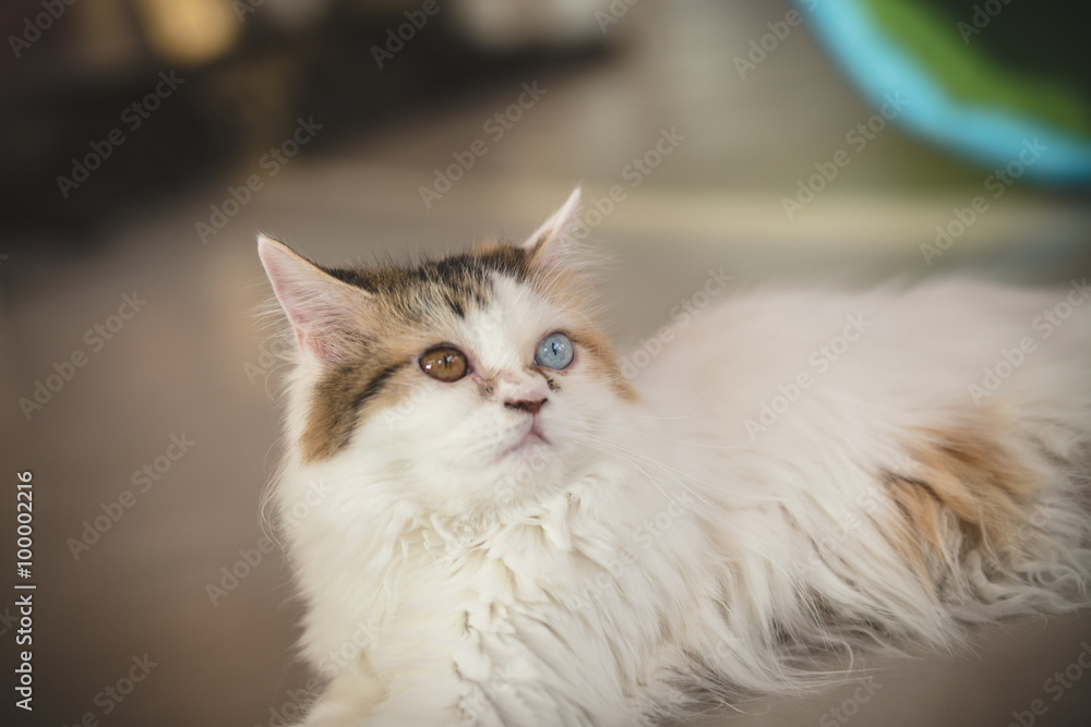 Obraz premium cute funny cat