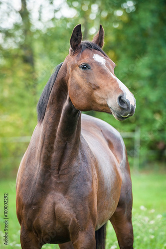 Portrait of beautiful warmblood horse 