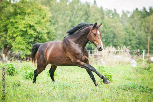 Beautiful warmblood horse running on the field in summer © Rita Kochmarjova