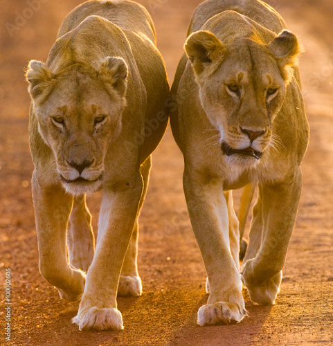 Two lionesses walking on the road in the national park. Kenya. Tanzania. Maasai Mara. Serengeti. An excellent illustration.