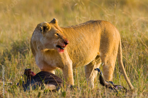 Lioness had just killed a wildebeest. Kenya. Tanzania. Maasai Mara. Serengeti. An excellent illustration.