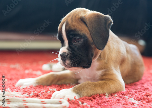 Unser Boxerwelpe mit 7 Wochen