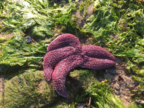 Ölmüş Deniz yıldızı photo