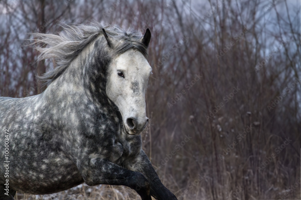 Grey orlov trotter portrait at winter cold day Grey orlov trotter portrait at winter cold day