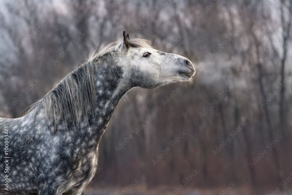 Fototapeta premium Grey orlov trotter portrait at winter cold day
