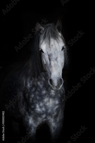 Grey horse portrait on black background