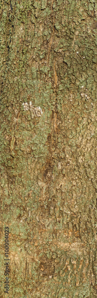 image of tree bark in the forest close-up image of tree bark in the forest close-up