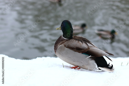 Winter Park duck pond