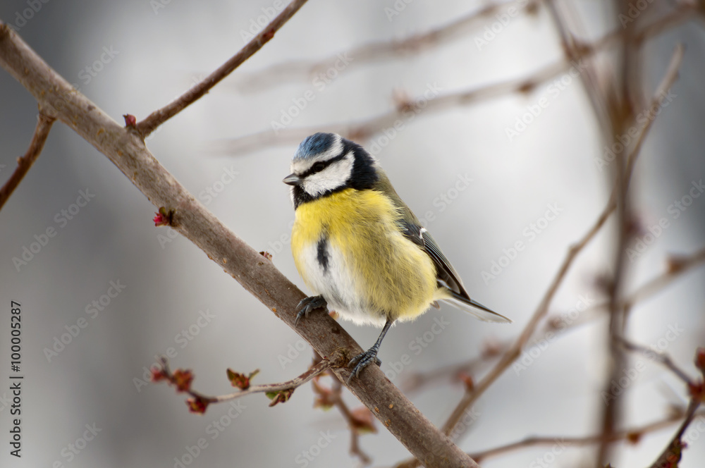 Fototapeta premium Blue Tit
