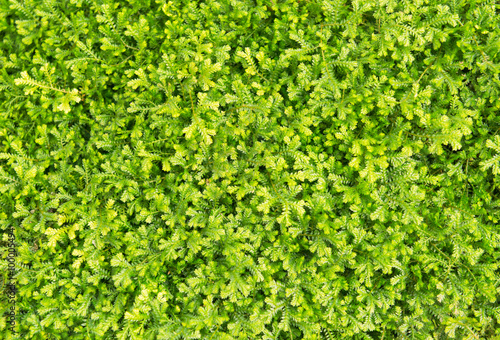 Selaginella fern on top view