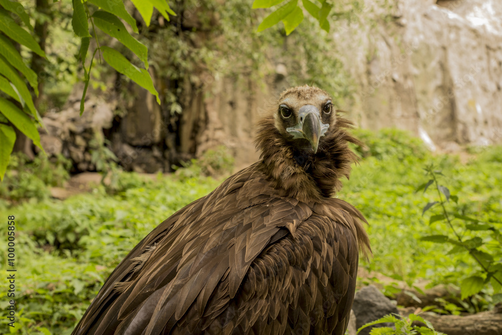а black vulture on the background of rocks and trees а black vulture on the background of rocks and trees