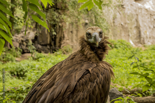    black vulture on the background of rocks and trees