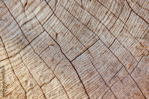Weathered teak plank leaving interesting pattern texture.