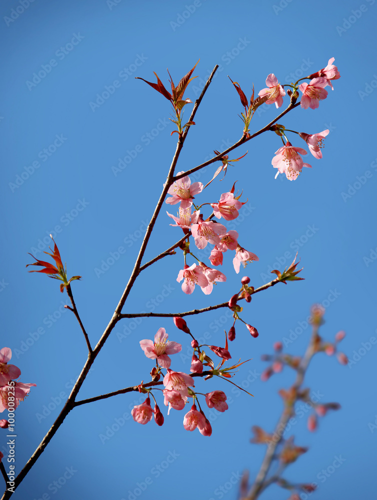 Wild Himalayan Cherry branch with blue sky Wild Himalayan Cherry branch with blue sky