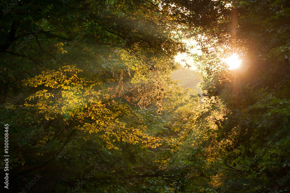 Autumn leaves in the forest.