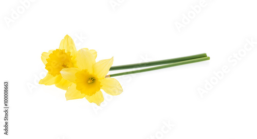 Fototapeta Naklejka Na Ścianę i Meble -  Yellow daffodils isolated on white.