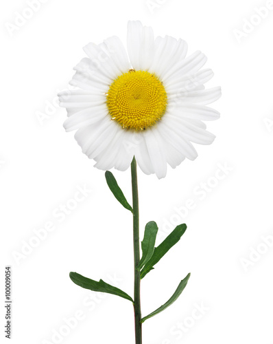 camomile bloom with many petals on green stem