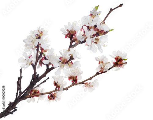 white isolated sakura blooming branch