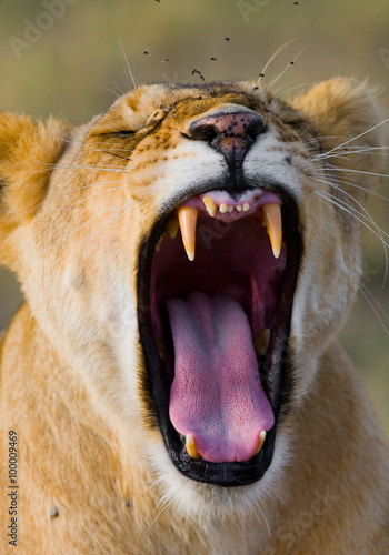 Lioness yawns. Close-up. Savannah. National Park. Kenya. Tanzania. Maasai Mara. Serengeti. An excellent illustration.