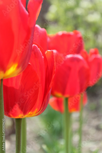 red tulips