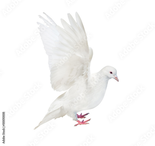 isolated white flying dove
