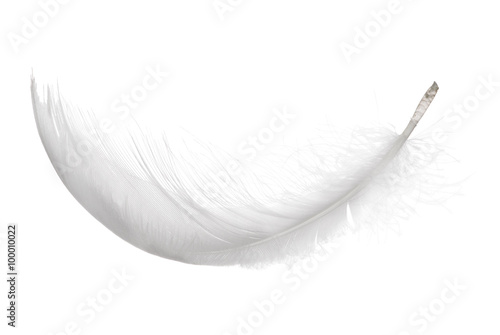 Fotografia Puszyste białe pojedyncze zwinięte pióro