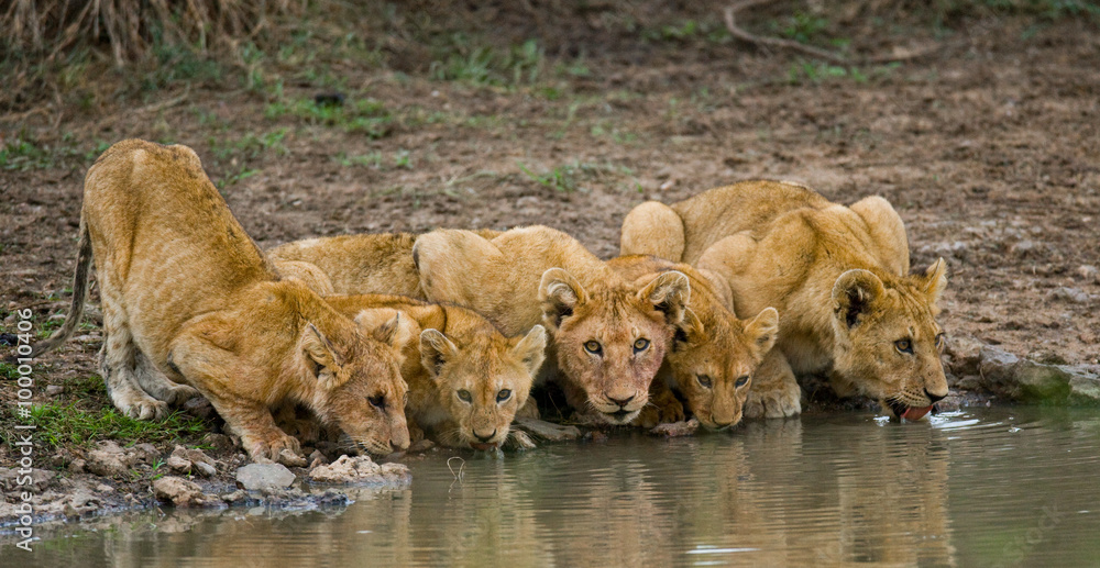 Naklejka premium Young Lions at the watering. Kenya. Tanzania. Maasai Mara. Serengeti. An excellent illustration.