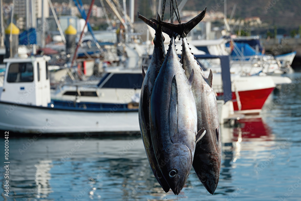 Fototapeta premium Fishing boat unloading tuna at harbor pier
