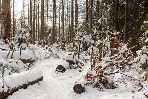 Wanderweg um dem Oderteich im Winter Nationalpark Harz
