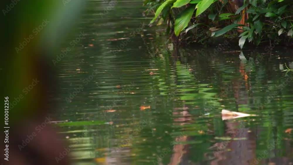 Shot of rippling water in Botanical garden in Brazil. Shot of rippling water in Botanical garden in Brazil.