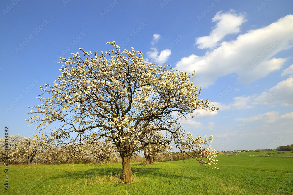 Fototapeta premium Frühling