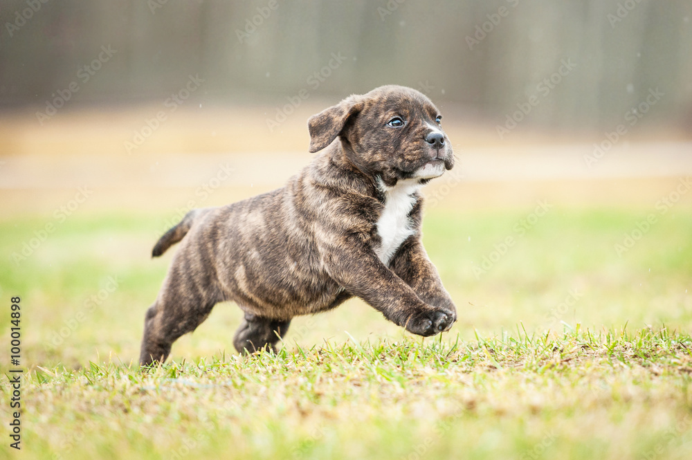 American staffordshire terrier running outdoors in summer
