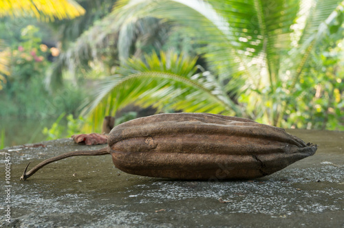 Obraz na płótnie Dry zucchini with nature background