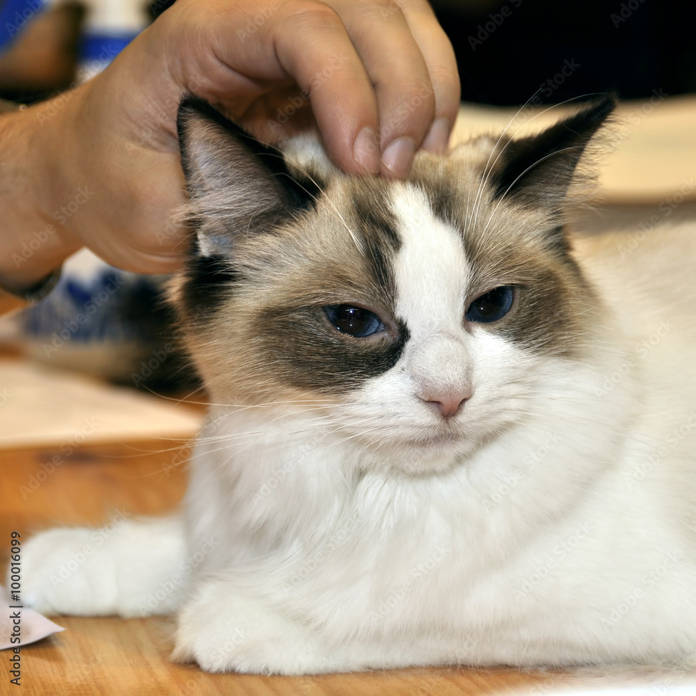 Fotografie Bicolor ragdoll cat in exhibition