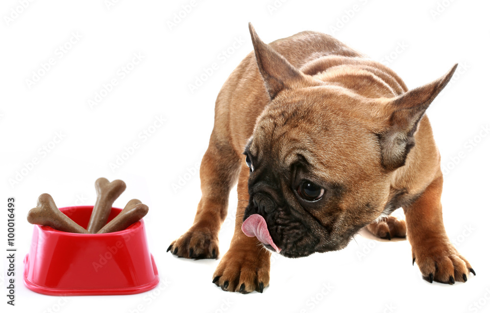 Φωτογραφία Cute little French bulldog puppy with dog food bones