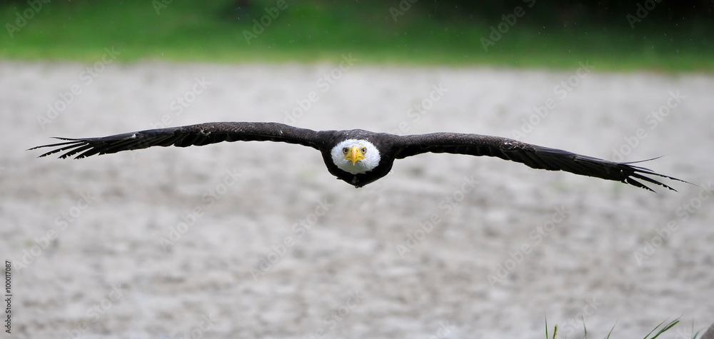 Valokuva Bald Eagle