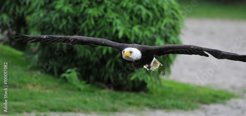 Bald Eagle photo