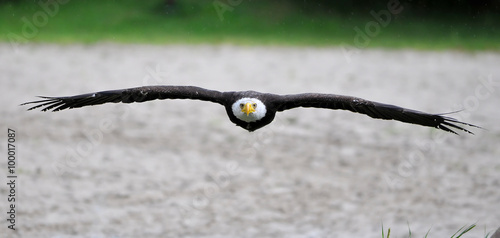 Bald Eagle photo