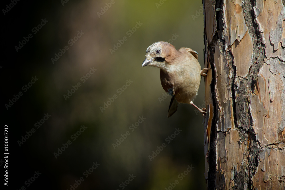 Naklejka premium Eurasian jay, Garrulus glandarius