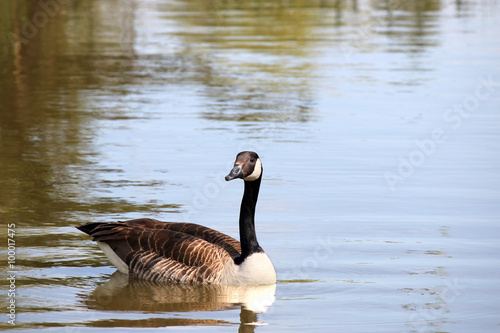 canadian goose swimming in pond nature wildlife