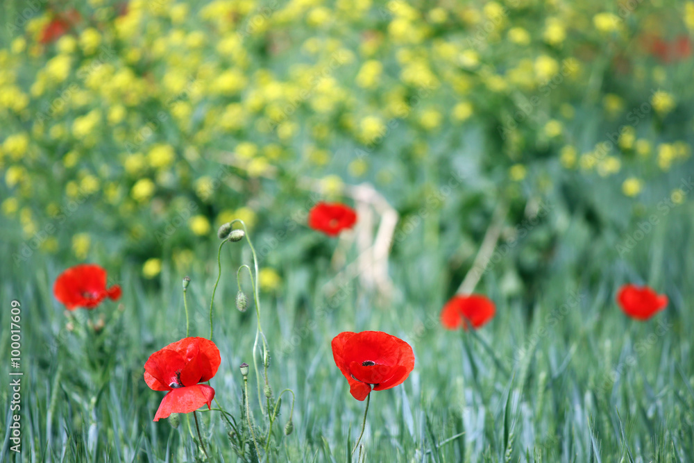red poppies flower rural landscape spring season red poppies flower rural landscape spring season